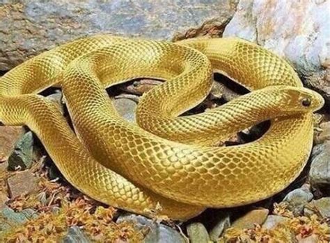 古代時間用語 夢見金色的蛇